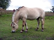 fjording-norwegian-fjord-horse