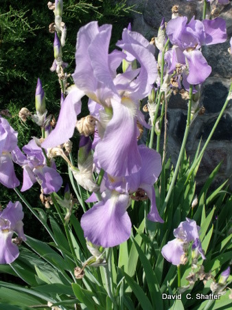 blue iris at the blue lake house