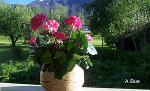 geranium in carved birch bowl