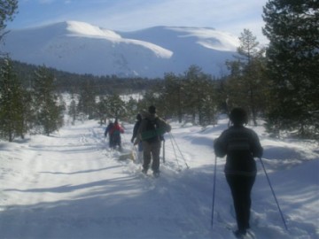 norwegian-skiers