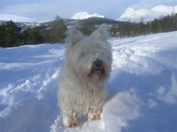 white-dog-in-snow