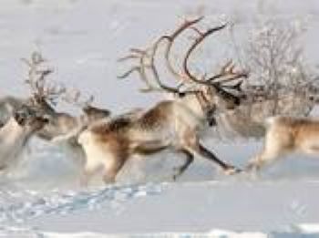 ”Reindeer