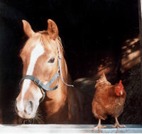 anna-the-horse-polly-the-chicken