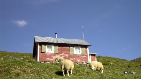 hytte sheep tokleskaret