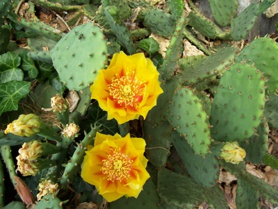 my-cactus-garden